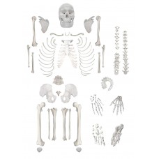 Human Disarticulated Skeleton